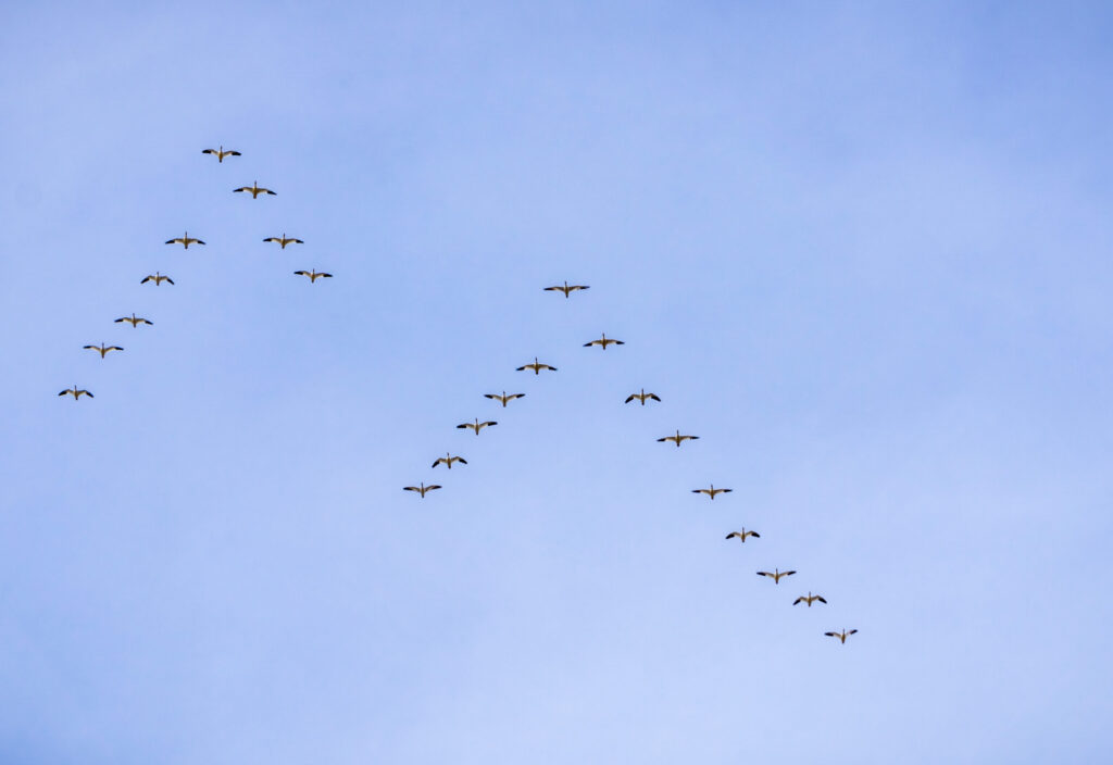 when to hire a fractional CRO for SaaS