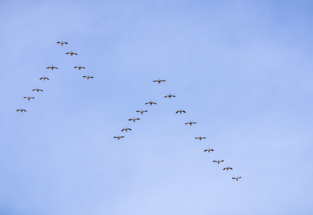 when to hire a fractional CRO for SaaS