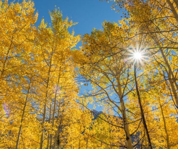 Aspen Sunshine