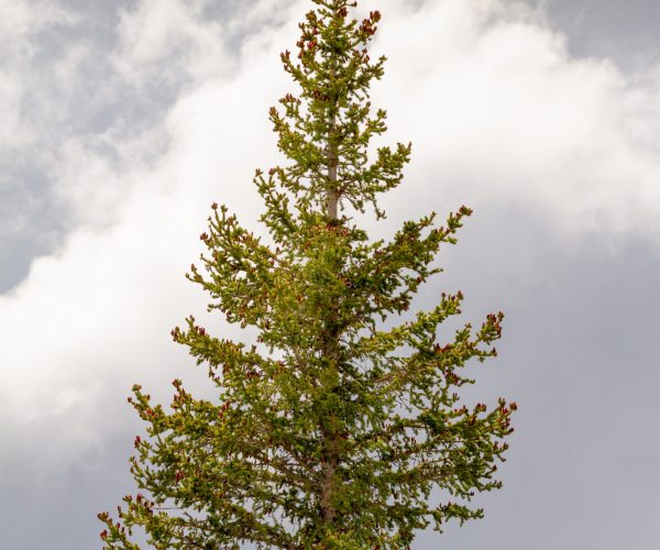 Lone Tree