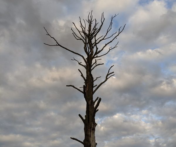 dead tree in the sky