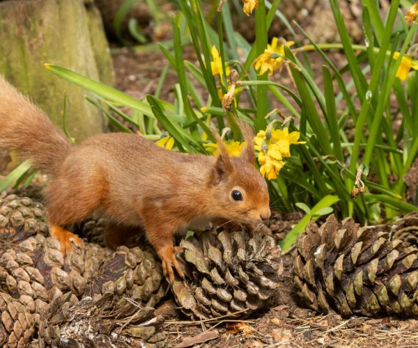 Cute little scottish red squirrel scampering amongst the fir cones and daffodils in the woodland in spring