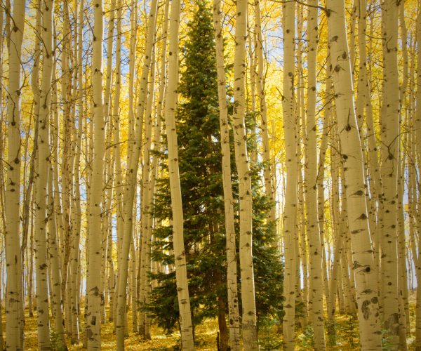 a single pine tree in a grove of golden aspen trees.