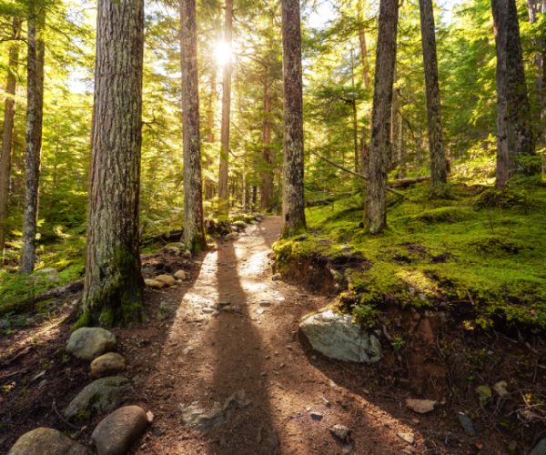 scenic-trail-surrounded-by-trees-on-a-fall-evening-2025-03-13-08-46-51-utc (1)