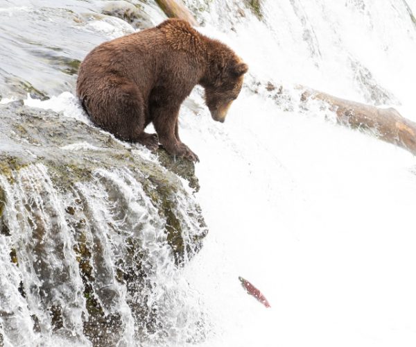 wild-alaskan-grizzly-bear-at-brooks-falls-in-katma-2025-01-10-04-07-56-utc (1)